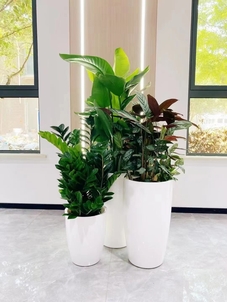 超赞宁波杭州湾植物租摆设计，营造舒适环境